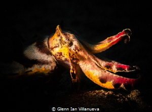 This is a photo of a flamboyant cuttlefish. You can't see... by Glenn Ian Villanueva 